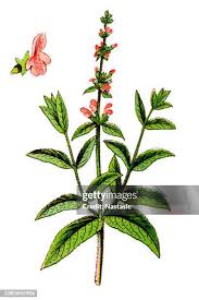 Attēlu rezultāti vaicājumam “Stachys palustris”