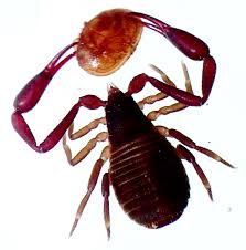 Attēlu rezultāti vaicājumam “Chelifer cancroides”