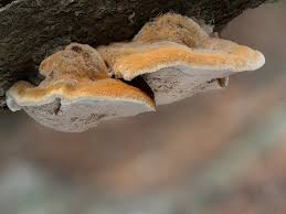 Attēlu rezultāti vaicājumam “Inonotus rheades”