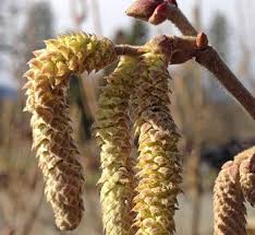 Attēlu rezultāti vaicājumam “Corylus avellana male flower”