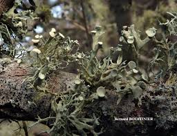 Attēlu rezultāti vaicājumam “Ramalina fastigiata”