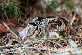 Attēlu rezultāti vaicājumam “Scolopax rusticola nest”