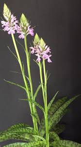 Attēlu rezultāti vaicājumam “Dactylorhiza maculata leaf”