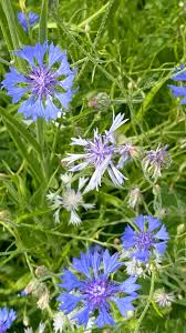 Image result for Centaurea cyanus