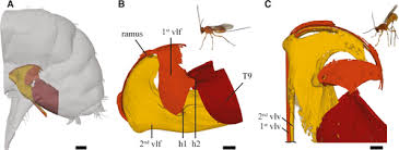 Attēlu rezultāti vaicājumam “Euura brevicornis larva”