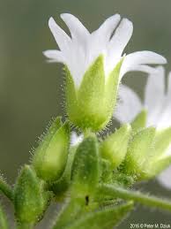 Attēlu rezultāti vaicājumam “Craterium minutum stalked”
