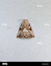 Attēlu rezultāti vaicājumam “Eucarta virgo”