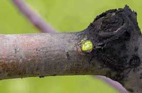 Attēlu rezultāti vaicājumam “Trichia botrytis var. cerifera stalked”