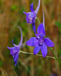 Attēlu rezultāti vaicājumam “Consolida regalis”