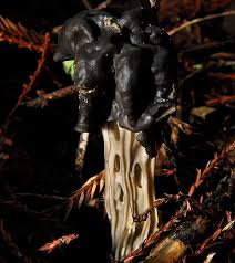 Attēlu rezultāti vaicājumam “Helvella lacunosa”