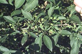 Attēlu rezultāti vaicājumam “Euonymus europaeus leaf”