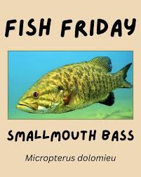 Image result for Micropterus dolomieu