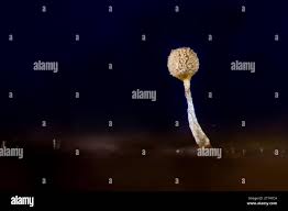 Attēlu rezultāti vaicājumam “Trichia sp.”