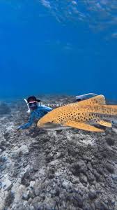 Image result for DeeperBlue.net Tribe (South London)