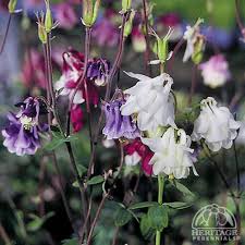 Attēlu rezultāti vaicājumam “Aquilegia vulgaris”
