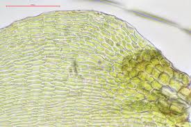 Attēlu rezultāti vaicājumam “Rhytidiadelphus squarrosus”
