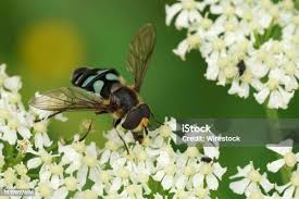 Attēlu rezultāti vaicājumam “Didea alneti”