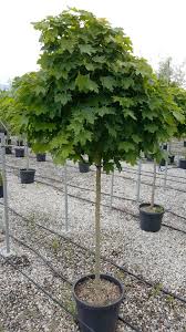 Attēlu rezultāti vaicājumam “Acer platanoides”