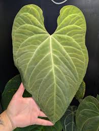 Attēlu rezultāti vaicājumam “Symphyotrichum x salignum leaf”