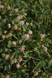 Attēlu rezultāti vaicājumam “Trifolium fragiferum flower”