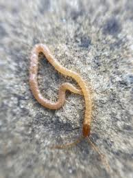 Attēlu rezultāti vaicājumam “Geophilidae”