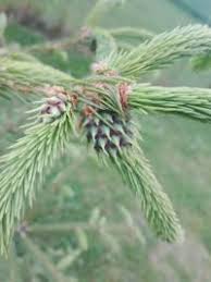 Attēlu rezultāti vaicājumam “Sacchiphantes abietis”