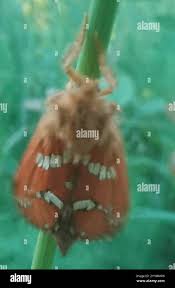 Attēlu rezultāti vaicājumam “Phymatopus hecta”