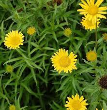 Image result for Buphthalmum salicifolium