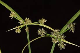 Attēlu rezultāti vaicājumam “Cyperus fuscus fruit”