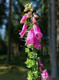 Image result for Fingerhut rot