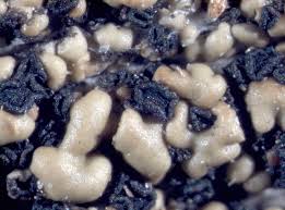 Attēlu rezultāti vaicājumam “Hypocenomyce friesii”