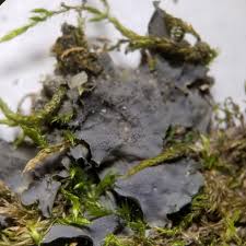 Attēlu rezultāti vaicājumam “Leptogium lichenoides”