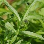 Attēlu rezultāti vaicājumam “Centaurea scabiosa fruit”