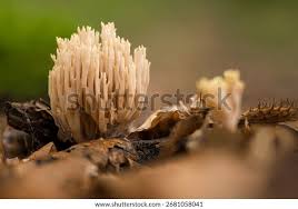 Attēlu rezultāti vaicājumam “Clavulina coralloides”