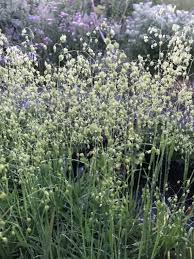 Attēlu rezultāti vaicājumam “Briza media fruit”