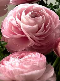 Attēlu rezultāti vaicājumam “Ranunculus elatior”