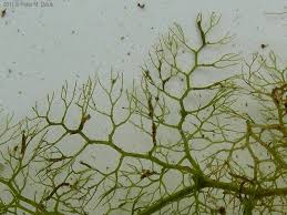 Attēlu rezultāti vaicājumam “Utricularia vulgaris”