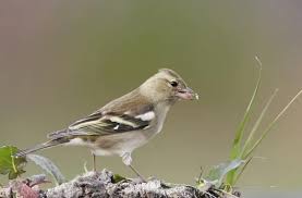 Attēlu rezultāti vaicājumam “Fringilla coelebs female”