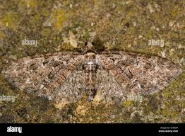 Attēlu rezultāti vaicājumam “Eupithecia sinuosaria”