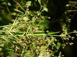 Attēlu rezultāti vaicājumam “Scirpus sylvaticus flower”