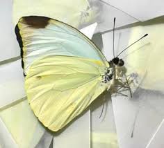 Attēlu rezultāti vaicājumam “Pieridae”