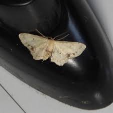 Attēlu rezultāti vaicājumam “Idaea dimidiata”