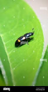 Attēlu rezultāti vaicājumam “Glischrochilus quadripunctatus imago”