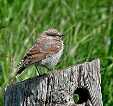 Attēlu rezultāti vaicājumam “Oenanthe oenanthe juvenile”