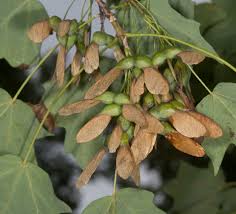 Attēlu rezultāti vaicājumam “Acer saccharinum fruit”