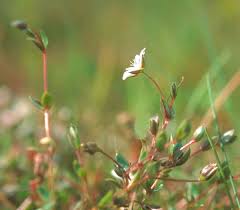 Attēlu rezultāti vaicājumam “Stellaria crassifolia”