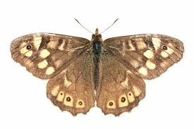 Attēlu rezultāti vaicājumam “Pararge aegeria upperside”