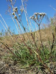 Attēlu rezultāti vaicājumam “Gypsophila fastigiata”
