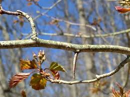 Attēlu rezultāti vaicājumam “Crataegus”