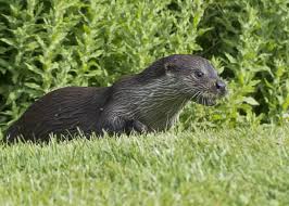 Attēlu rezultāti vaicājumam “Lutra lutra”